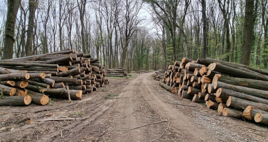 Dok su šume pljačkane i devastirane, uz podršku ili u organizaciji politike, ista ta politika desetljeće i po opstruira donošenje Federalnog Zakona o šumama